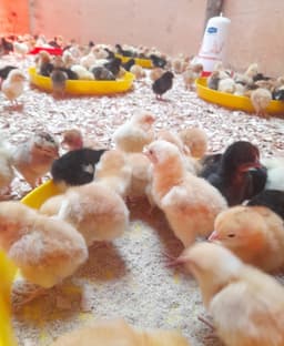 JCARE POULTRY FARM 